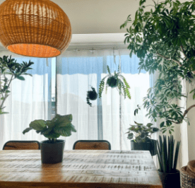 植物レンタル